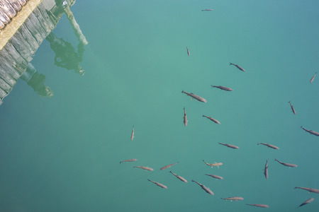 Fishes swimming in clear turquoise blue lake water with silhouettes of people watching reflecting in the water , "Plitvice Lakes" National Park, Croatiaの写真素材