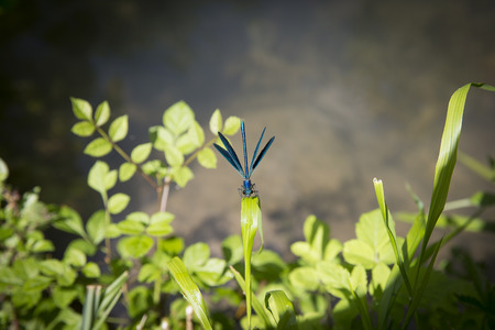 Blue dragonfly peacefully resting on a leafの写真素材
