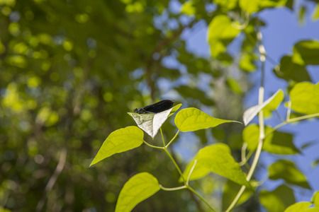 Blue dragonfly peacefully resting on a leafの写真素材