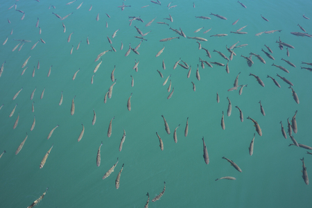 Fishes swimming in clear turquoise blue lake water,