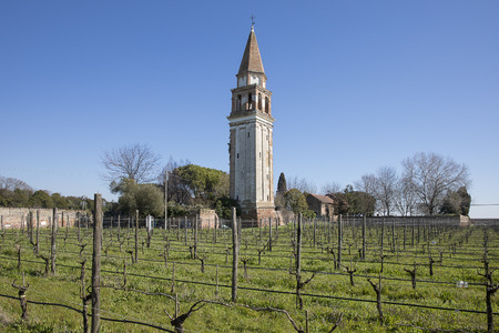 Historical vineyard and church bell tower or campanile on the island of Mazzorbo in the Venice...