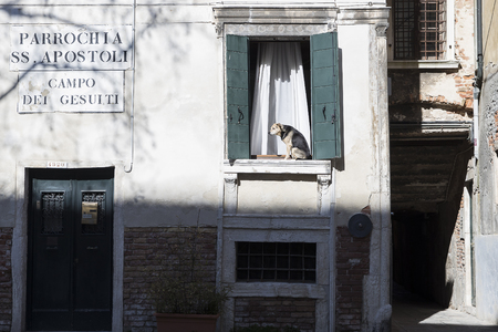 Dog resting under the sun at a window in Venice, Italyの写真素材
