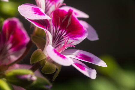 Close up on a pink geranium flower with petals, pistils with pollenの写真素材