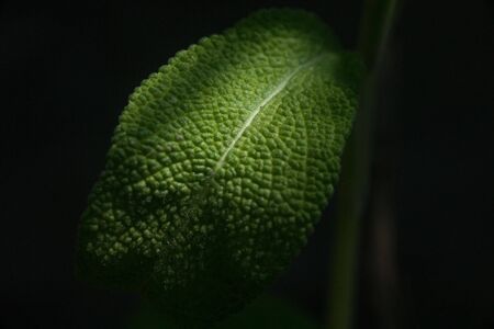 Close up on a salie leafの写真素材