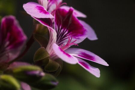 Close up on a pink geranium flower with petals, pistils with pollenの写真素材