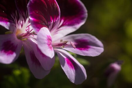 Close up on a pink geranium flower with petals, pistils with pollenの写真素材