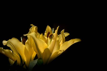 Close up on a yellow lily flower (lilium)の写真素材
