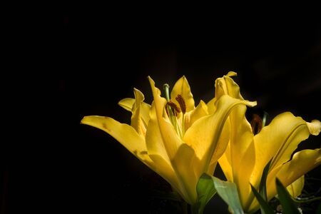 Close up on a yellow lily flower (lilium)の写真素材