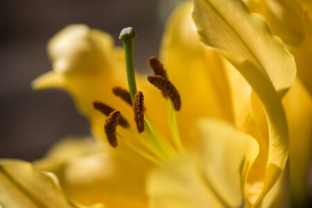 Close up on a yellow lily flower (lilium)の写真素材