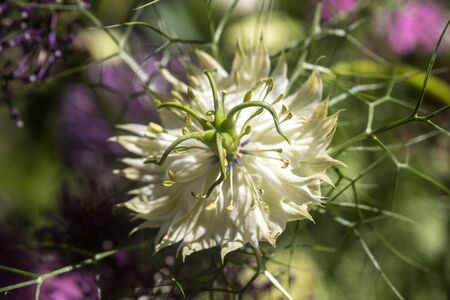Close up on a Nigella flower with petals, pistils with pollenの写真素材