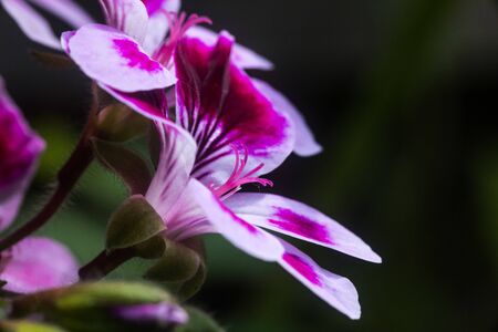 Close up on a pink geranium flower with petals, pistils with pollenの写真素材