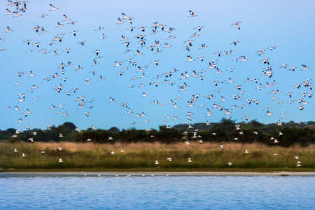 Avocets flying over the water in the marshland of the Olonne area in Vendee, Franceの写真素材