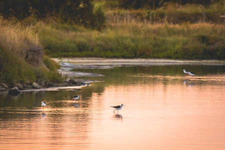 Black-winged stilt eating in the the water in the marshland of the Olonne area in Vendee, Franceの写真素材
