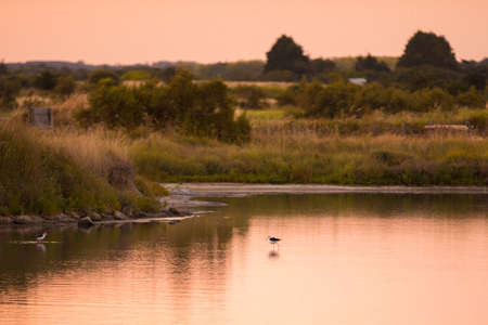 Black-winged stilt eating in the the water in the marshland of the Olonne area in Vendee, Franceの写真素材
