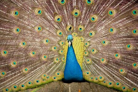 Peacock Showの写真素材