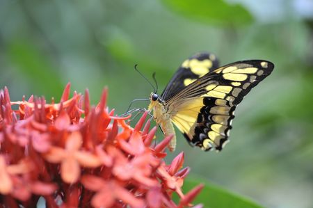 A black and  yellow butterfly resting on a red flowerの写真素材