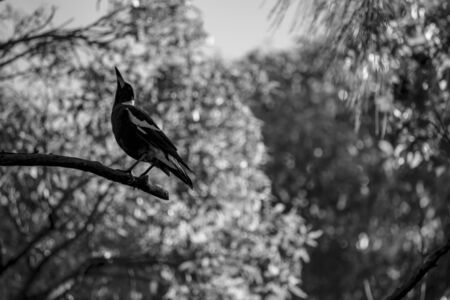 B&W Magpieのeditorial素材