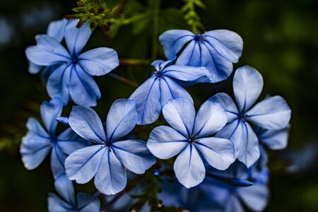 Plumbago closeupのeditorial素材