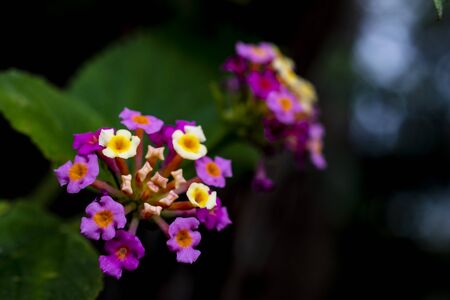 Flowering Lantana noxious weed, Sydney North Headのeditorial素材