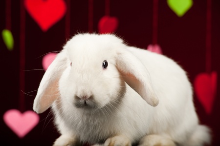 White rabbit with colored valentines.の写真素材