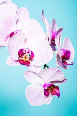 Moth Orchidsの写真素材