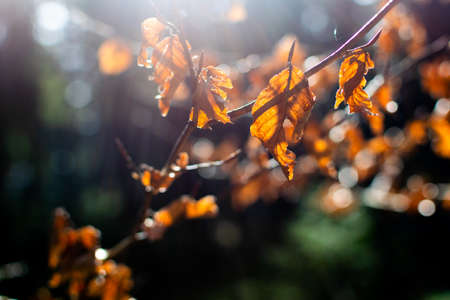 Autumn leaves in the forest, the beginning of autumnの写真素材