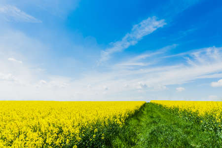 Rapeseed fieldの写真素材