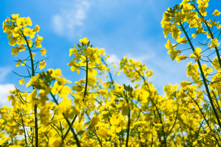 Rapeseed fieldの写真素材