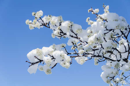 Snow background, nature background, close-upの写真素材