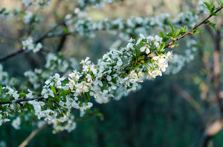 Green apple tree leavesの写真素材