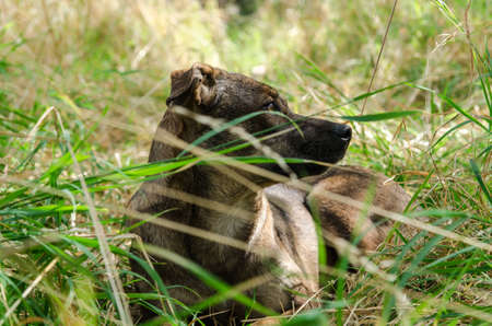 Dog lying in the grassの写真素材