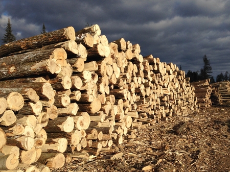 Aspen Logs on Landing