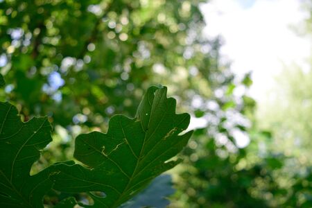 Bur Oak Quercus macrocarpa Leaves in the Summerの写真素材