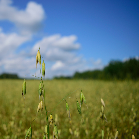 Oat Plants with Blue Skyの写真素材