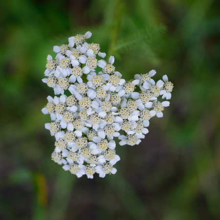 Yarrow Achillea millefolium Flowersの写真素材