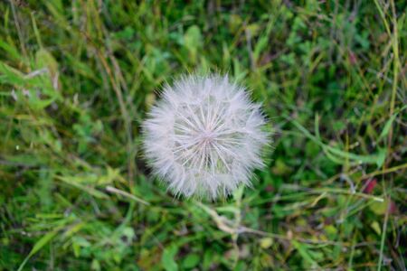 Giant Dandelion Salsify Tragopogon dubius Detailの写真素材