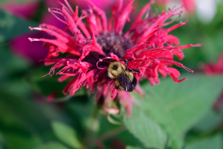 Honey Bee on Bee Balm Monardra didymaの写真素材