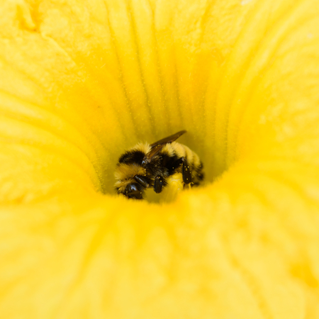 Honey Bee on Squash Flower Antherの写真素材