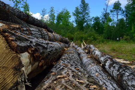 Harvested Quaking Aspen Populus tremuloides on Log Landingの写真素材