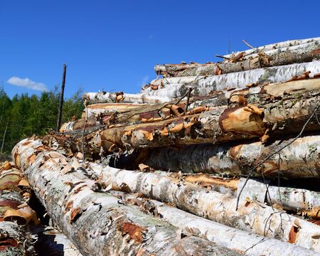 Paper Birch Betula papyrifera Logsの写真素材