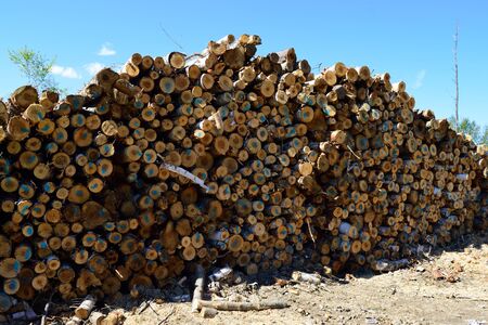 Pile of Paper Birch Betula papyriferaの写真素材