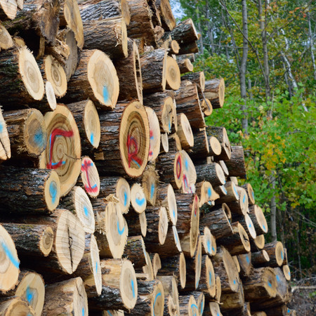 Sugar Maple (Acer saccharum) Cut for Firewood