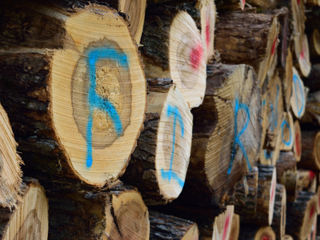 Closeup of Sugar Maple (Acer saccharum) Labeled as Firewoodの写真素材