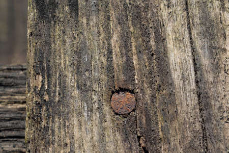 Old Rusty Nail in Barnwoodの写真素材