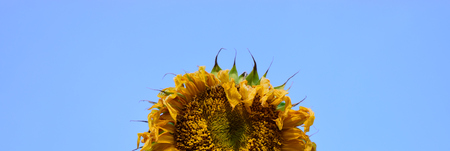 Closeup of Wilted Giant Sunflower (Helianthus) Seed Headの写真素材