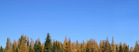 Tamarack (Larix laricina) and Spruce (Picea mariana) and Blue Skyの写真素材