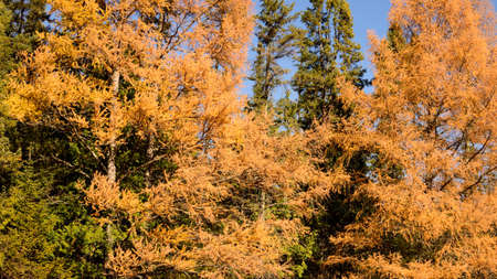 Eastern Larch (Larix laricina) Showing Fall Colorsの写真素材