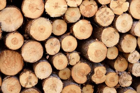 Closeup of Red Pine (Pinus resinosa) Log Ends