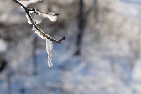 Icicles Hanging from Aspen Twigの写真素材