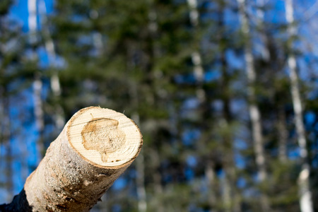 Aspen Against Blurred Backgroundの写真素材